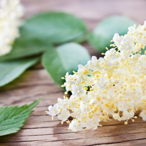 Elderflower