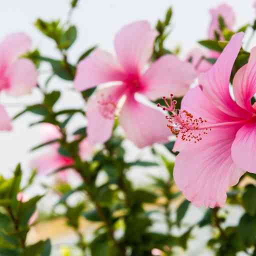 Elderberry & Hibiscus