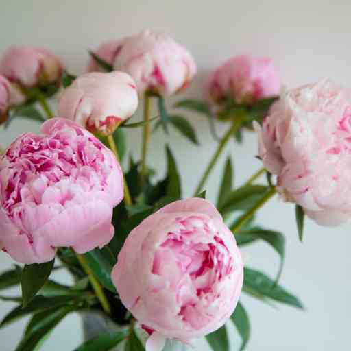 Peony Bouquet
