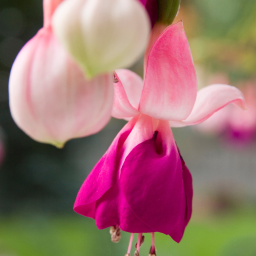 Wild Japanese Honey Suckle